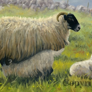 Blackface Sheep Lambs Canvas Wall Art Print by Irish artist Keith Glasgow