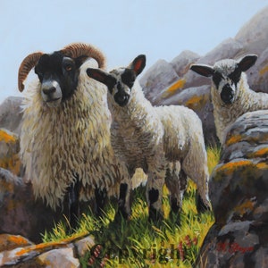 Blackface Sheep Lambs Canvas Wall Art Print by Irish artist Keith Glasgow