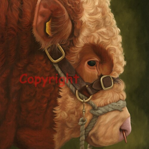 Charolais Bull Head Canvas Picture Print Artist Keith Glasgow Etsy