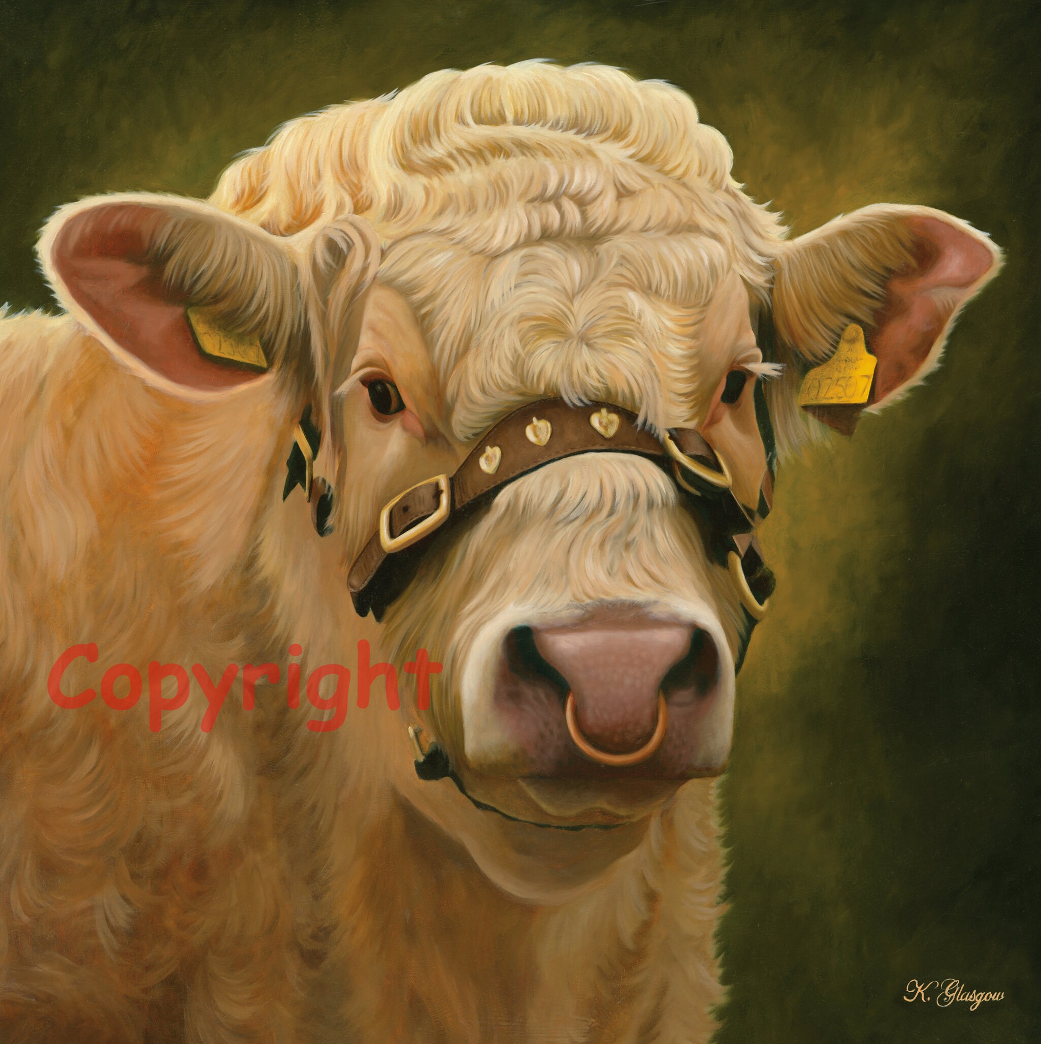Charolais Bull Head Canvas Picture Print Artist Keith Glasgow