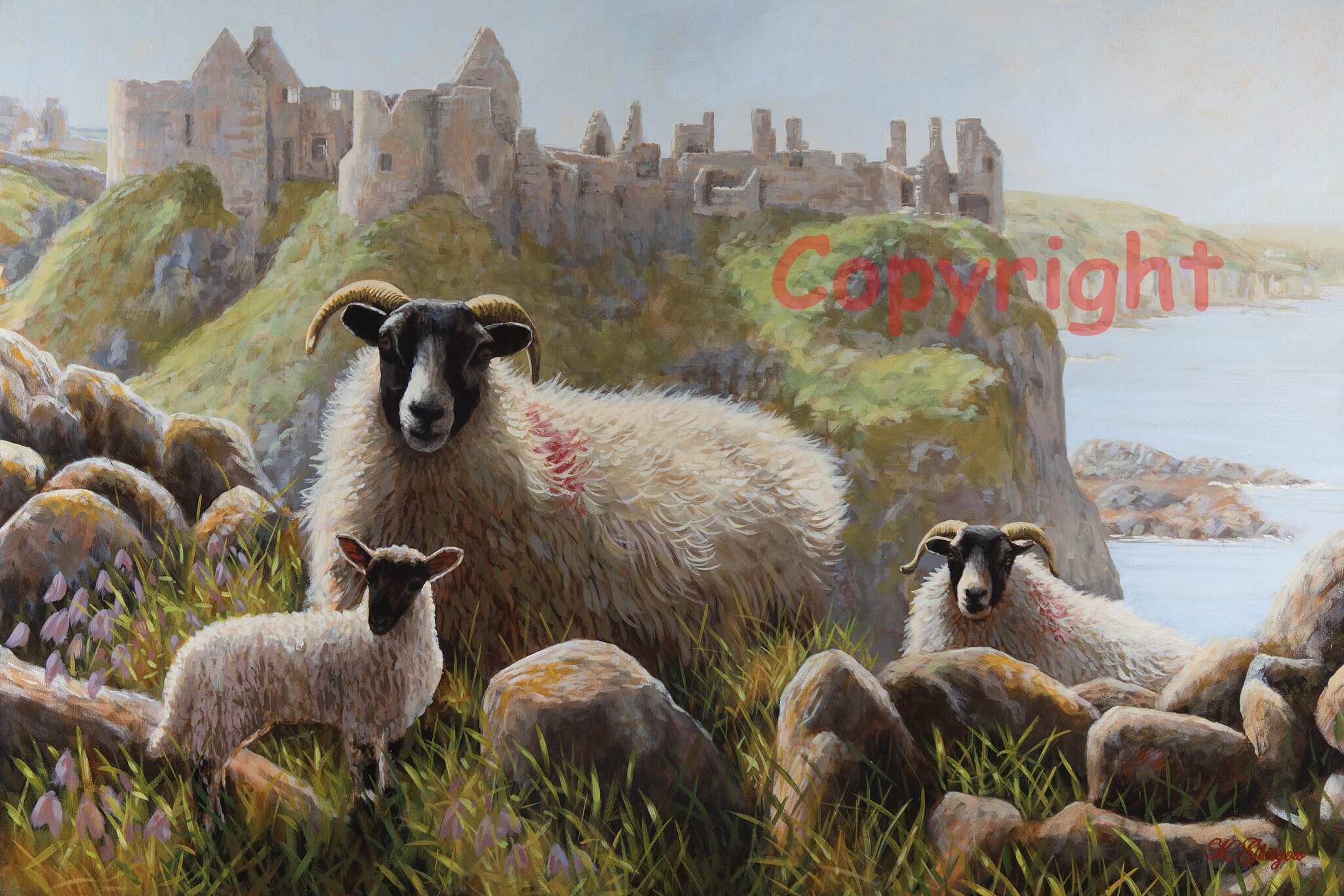Dunluce Castle Blackface Sheep Northern Ireland Canvas Picture Print by Irish artist Keith Glasgow