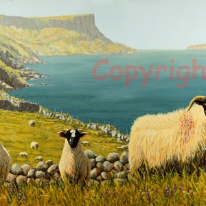 Blackface Sheep Fair Head Ballycastle Northern Ireland Canvas Picture Print Artist Keith Glasgow