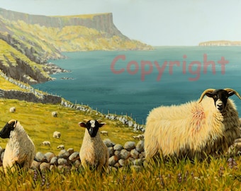 Blackface Sheep Fair Head Ballycastle Northern Ireland Canvas Picture Print Artist Keith Glasgow