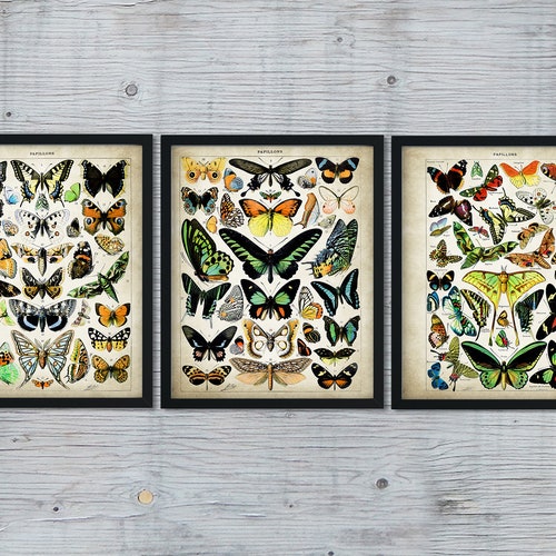 Butterfly Art Print Butterflies Printable Instant Download Etsy