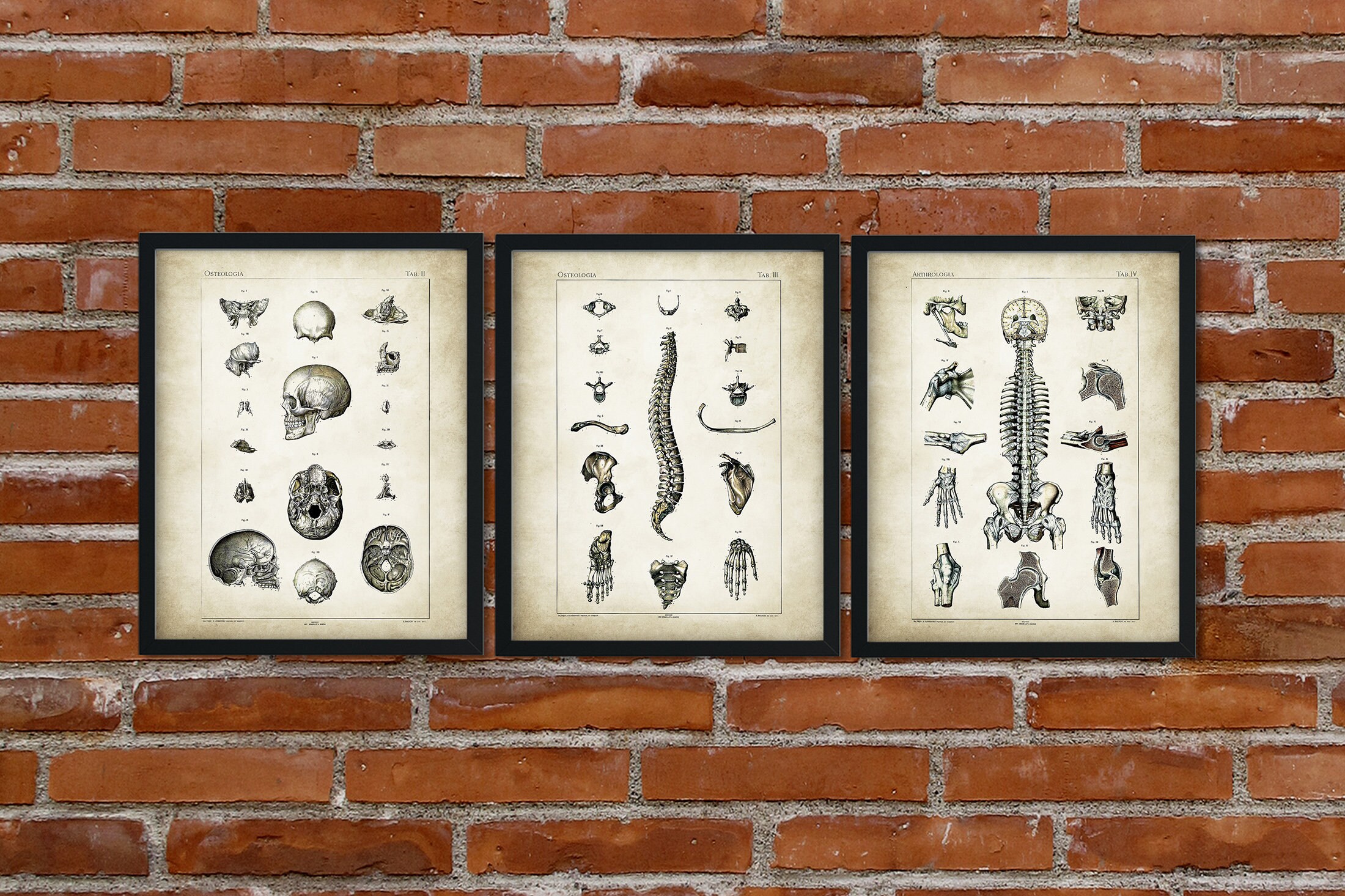 ANATOMY print SET of 3 Art PrintsAnatomy Poster SetAntique Etsy