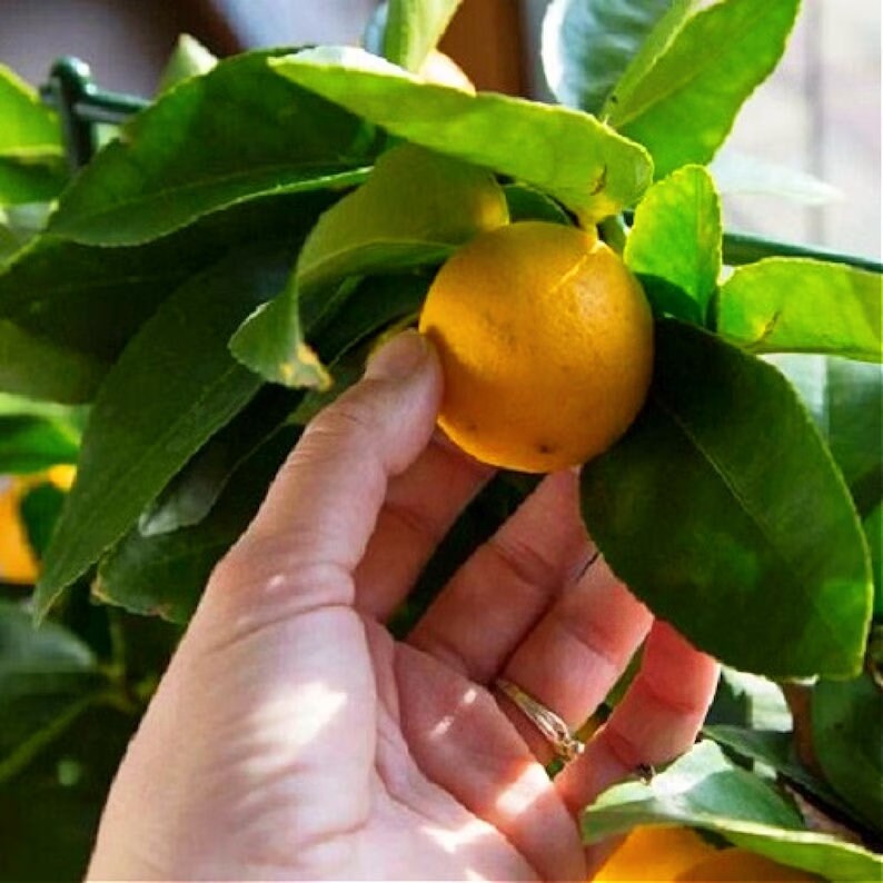 Organic Meyer Lemon Tree Plants Range From 1822 Inches Tall Etsy
