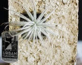 Air Plant Sconce Wall Mount
