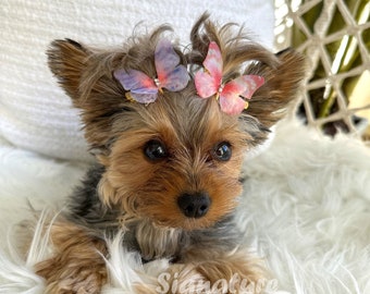 Puppy Dog Butterfly Hair Bow Clips - Fairy Piggie Bows Hair Accessories - Pink, Purple, Blue, Coral Pet Clip on Piggies Accessory