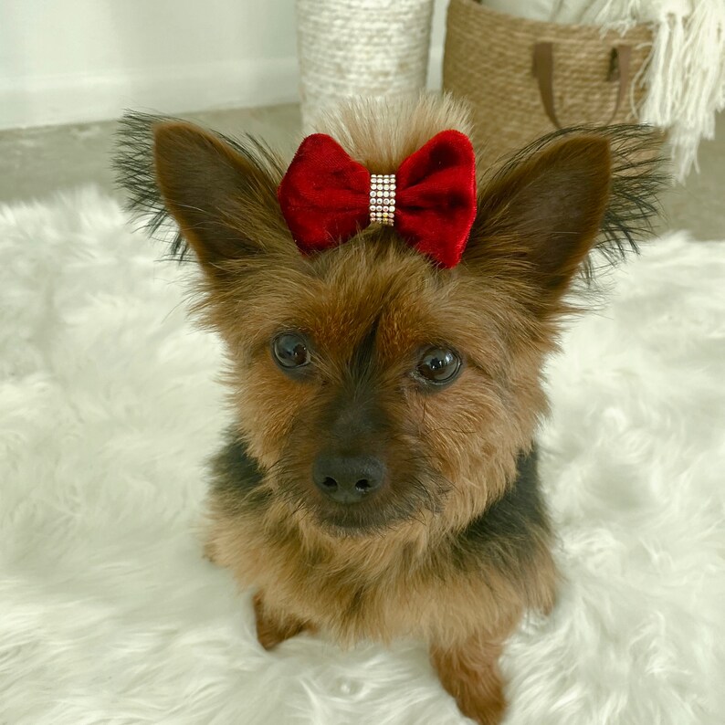 Velvet Rhinestone Designer Bows Dog Hair Bow Clip Girl Dog Etsy