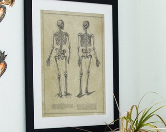 Human Skeleton Antique Anatomy Print / Science Medical Chart vintage Retro Steampunk Wall Art / 11x14 16x20
