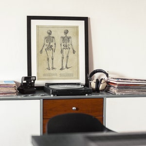 Human Skeleton Antique Anatomy Print / Science Medical Chart Vintage ...
