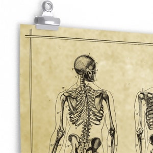 Human Skeleton Antique Anatomy Print / Science Medical Chart Vintage ...