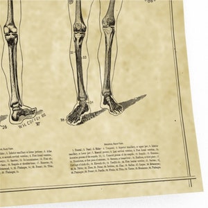 Human Skeleton Antique Anatomy Print / Science Medical Chart Vintage ...