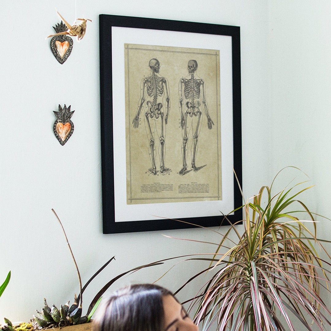 Human Skeleton Antique Anatomy Print / Science Medical Chart Vintage ...