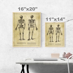 Human Skeleton Antique Anatomy Print / Science Medical Chart Vintage ...
