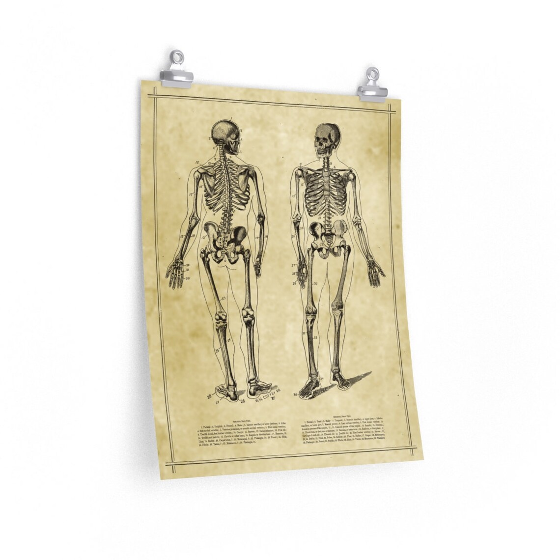 Human Skeleton Antique Anatomy Print / Science Medical Chart Vintage ...