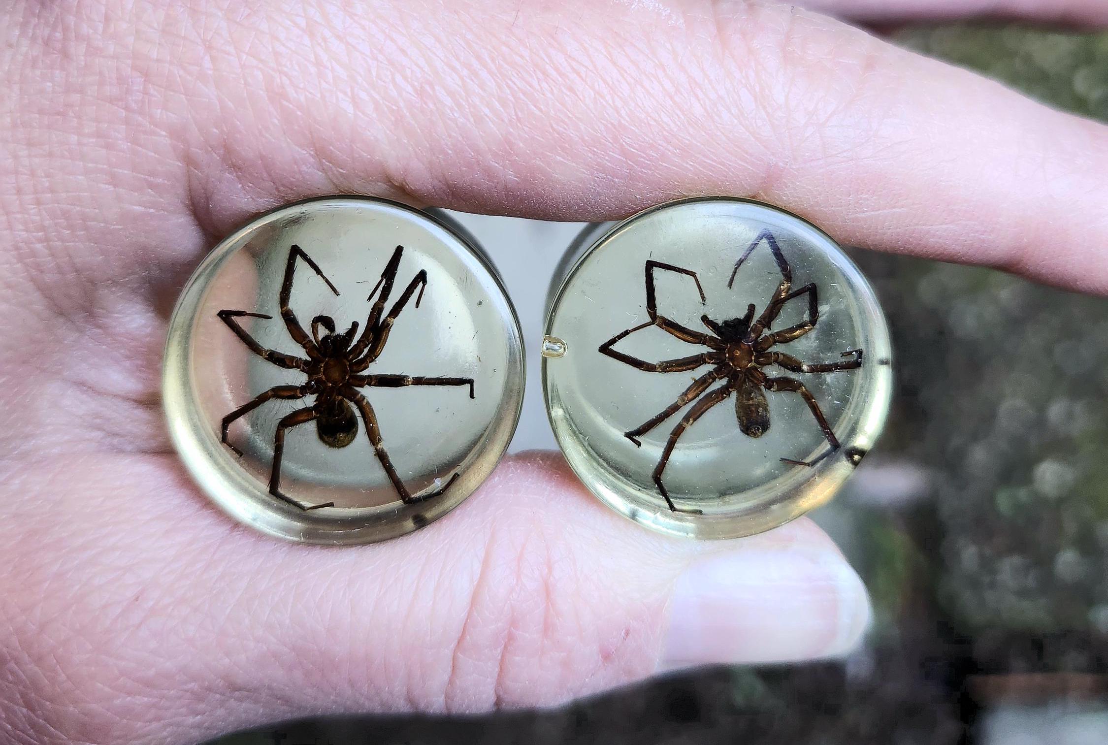 Spinder In Ear Spider In Ear Defenders