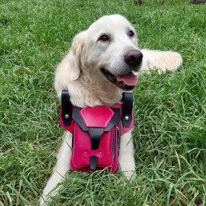May include: A white golden retriever dog wearing a pink and black leather dog harness with a small pouch.