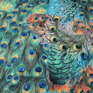 May include: A close-up of a peacock feather with blue and green eyes, surrounded by other peacock feathers.