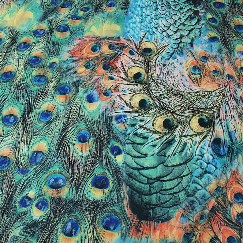 May include: A close-up of a peacock feather with blue and green eyes, surrounded by other peacock feathers.