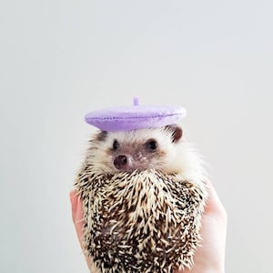 ライラック色の小さなベレー帽ペット用帽子