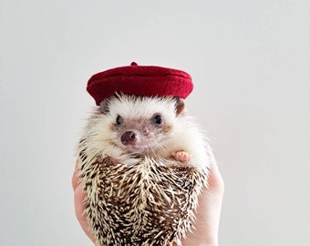 Burgundy Beret Pet Hat