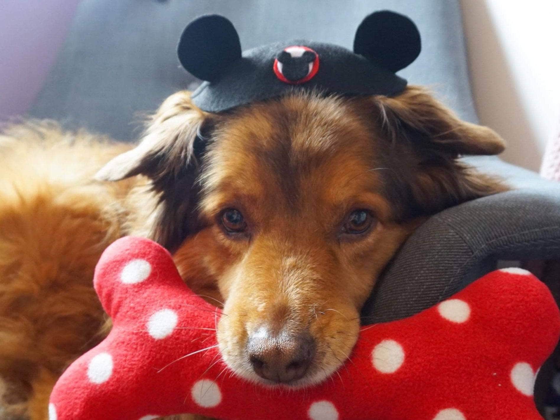 Minnie mouse dog best sale costume