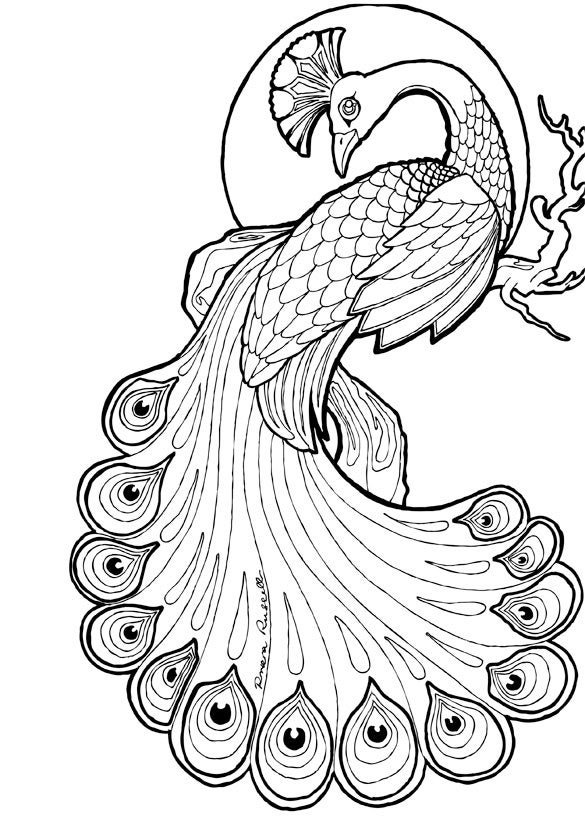 Peacock Colouring Page Etsy