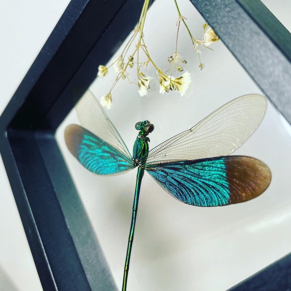 XL Floating Teal Damselfly Taxidermy - Neurobasis chinensis