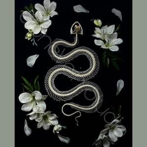 Peut inclure: Image d'un squelette de serpent sinueux sur fond noir. Des fleurs blanches et des pétales épars entourent le squelette, créant un contraste saisissant. La composition évoque l'élégance et la beauté de la nature, avec une touche de mystère.