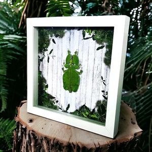 Taxidermy Framed Leaf Bug with Faux Plants and Moss Printed Background Oddities and Curiosities Unique Gift Entomology Art Display