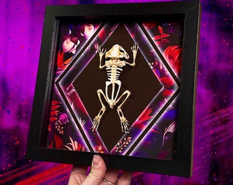 Esqueleto de rana voladora disecada Rhacophorus reinwardtii Rarezas y curiosidades Decoración gótica para el hogar Arte Idea de regalo única