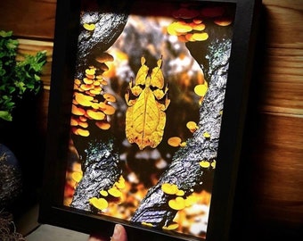 Insecto hoja amarillo disecado con setas Rarezas y curiosidades personalizadas Insecto hoja Insecto palo Arte Idea de regalo única