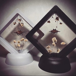 May include: Two shadow boxes, one white and one black, each containing a preserved insect and dried flowers. The insects are brown and spiky. The flowers are small and beige. The boxes are diamond-shaped and sit on rounded bases.