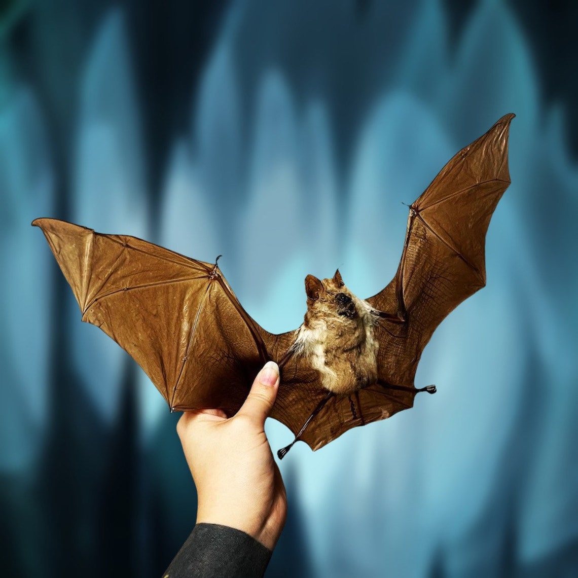 Giant Taxidermy vampire Bat Individually Packaged Etsy