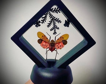 Floating Taxidermy Red Spotted Lanternfly Display Real Lanternfly Gothic Home Decor Oddities and Curiosities Gothic Gift Idea Unique Gifts