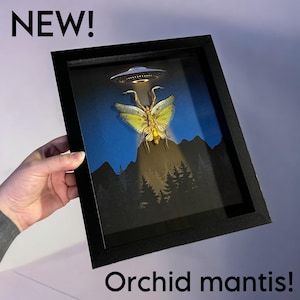 May include: A framed display of a preserved orchid mantis with a yellow and green body, wings spread, and a UFO hovering above it. The background is a dark blue sky with a silhouette of a mountain range and trees. The frame is black with a white border.