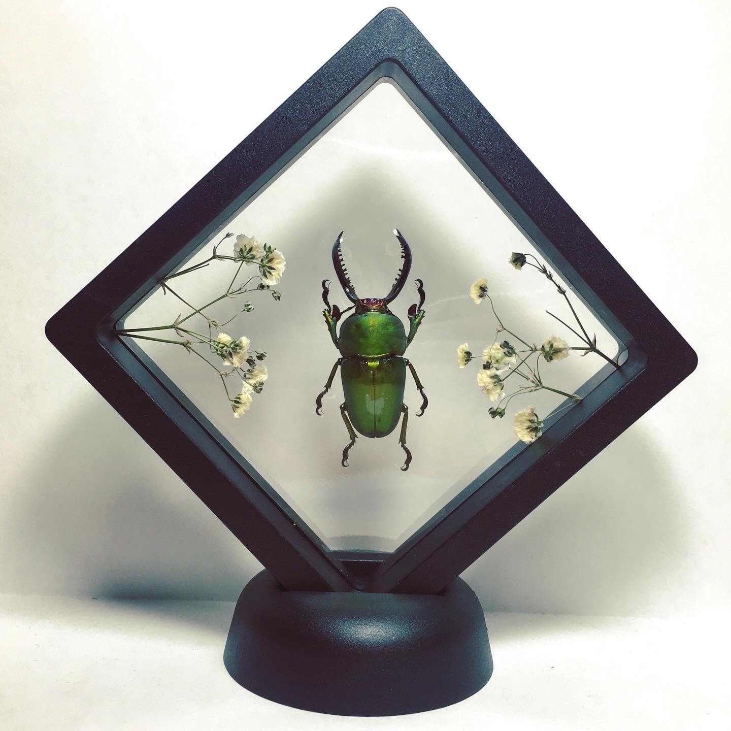 XL Floating Green Stag Beetle Taxidermy - Lamprima adolphinae - Sawtooth Stag