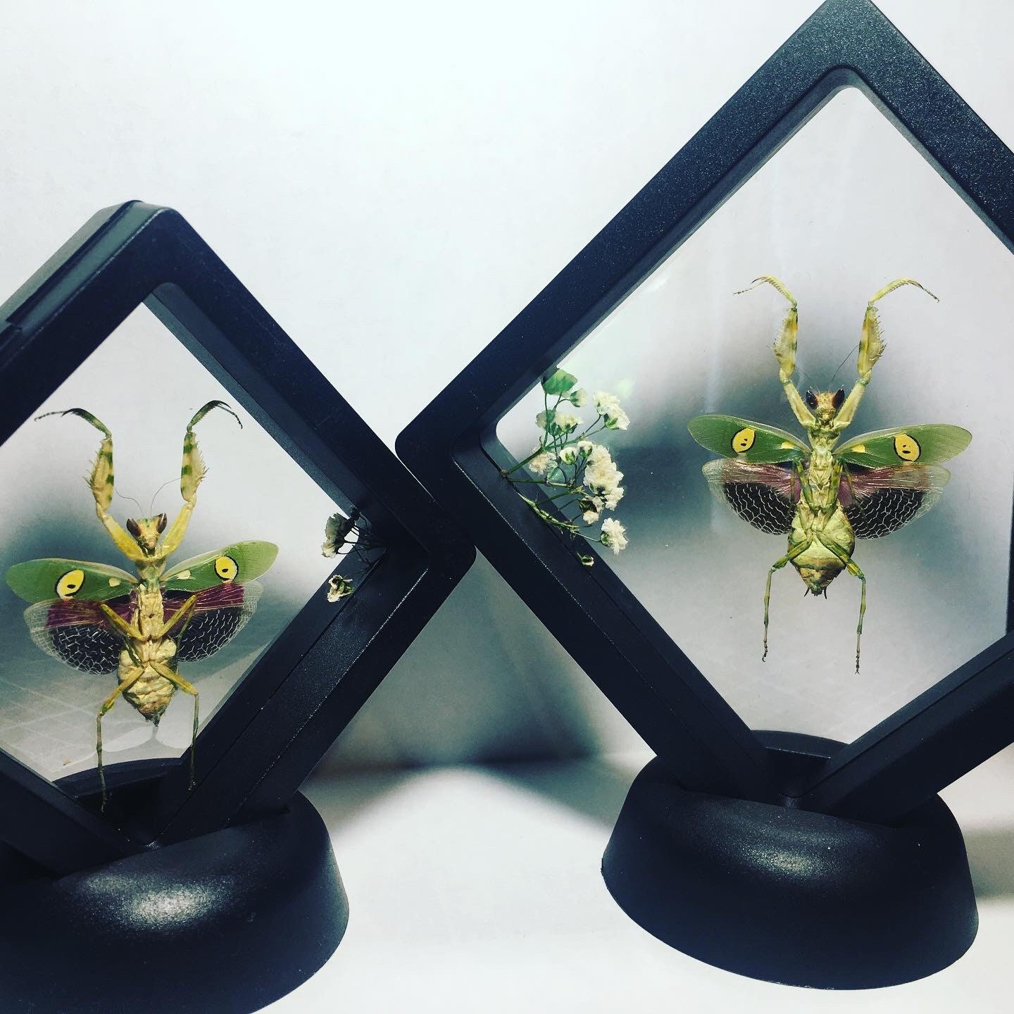 XL Floating Praying Flower Mantis Taxidermy