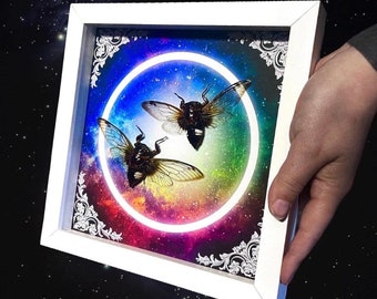 Framed Taxidermy Clear Winged Cicadas Neon Galaxy Rainbow Background Gothic Art Decor Handmade Insect Display Shadow Box Unique Gift Idea