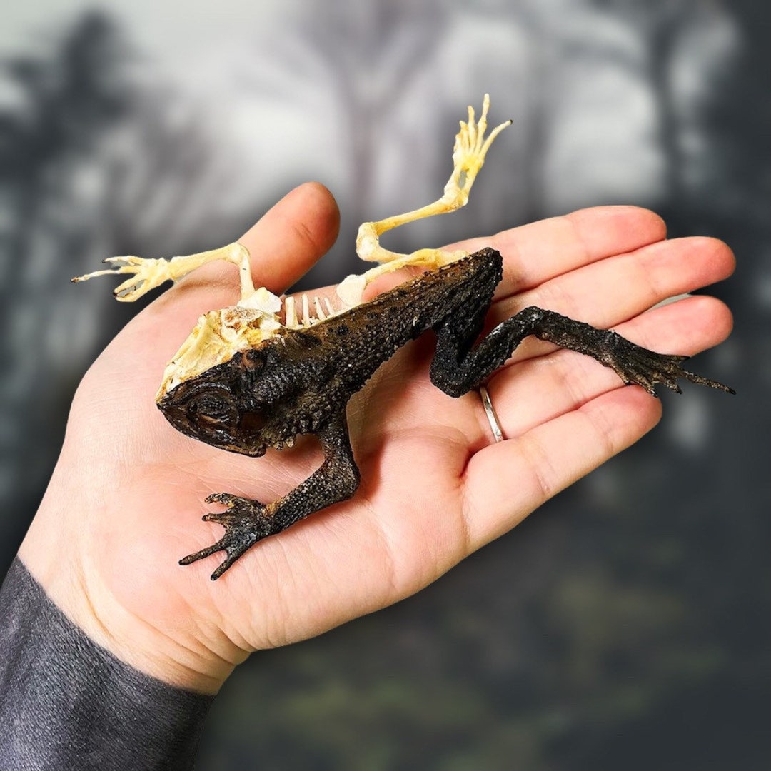 Real Taxidermy Toad Half Mummy Half Skeleton