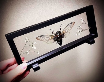 Floating Taxidermy Giant Clear Cicada Entomology Art Oddities and Curiosities Fun Unique Gift Idea Insect Gifts For Him Her Them
