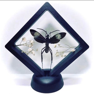 May include: A black insect specimen with white-spotted wings, displayed in a black diamond-shaped frame. The frame is supported by a black base and contains sprigs of white flowers. The insect's long legs extend downward.