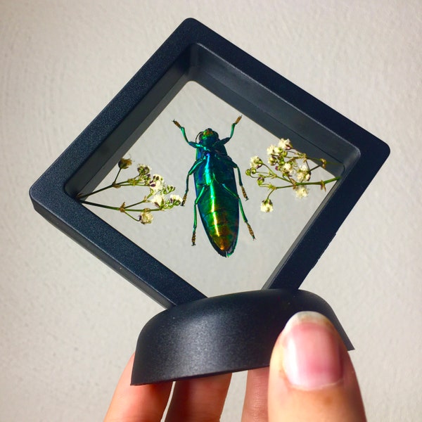 Floating Rainbow Jewel Beetle Taxidermy - Assorted Species - Oddities and Curiosities - Gothic Home Decor - Entomology Art