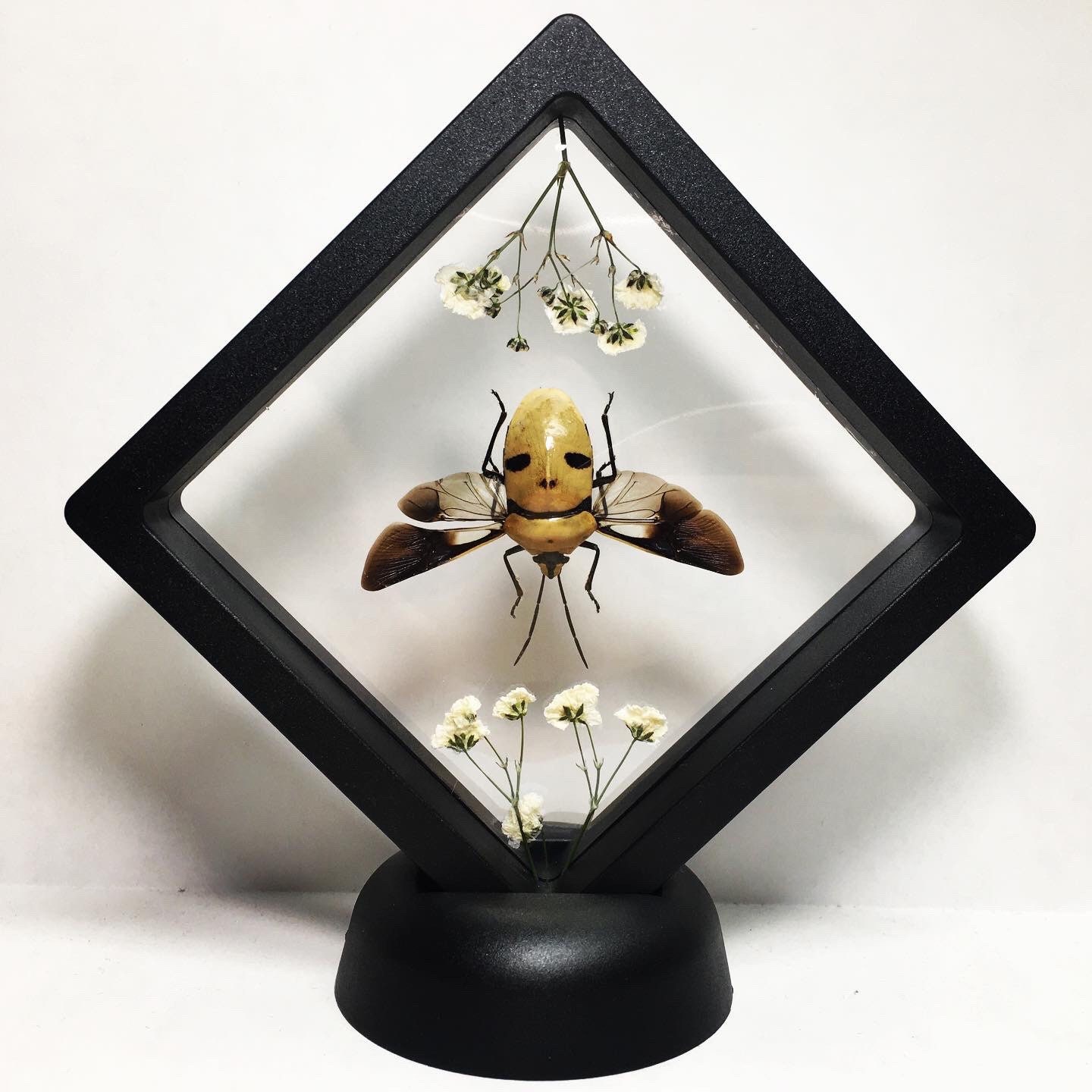 XL Floating Human Skull Beetle Taxidermy - Eucorysses grandis