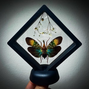 XL Floating Rainbow Lanternfly Taxidermy Pyrops whiteheadi Gothic Home Decor Unqiue Gift Ideas Insect Art Entomology