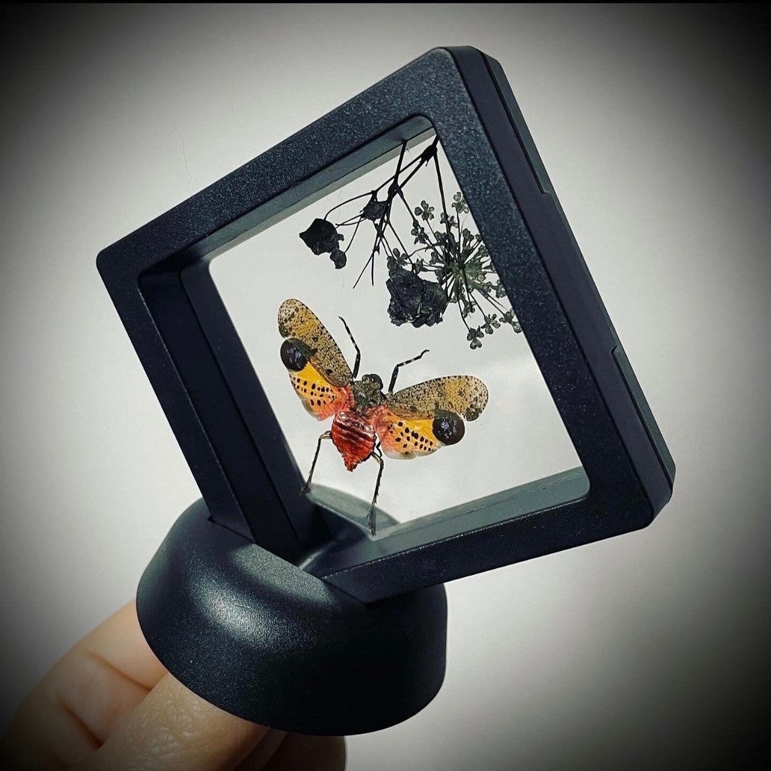Floating Taxidermy Spotted Lanternfly Display Real Lanternfly Gothic