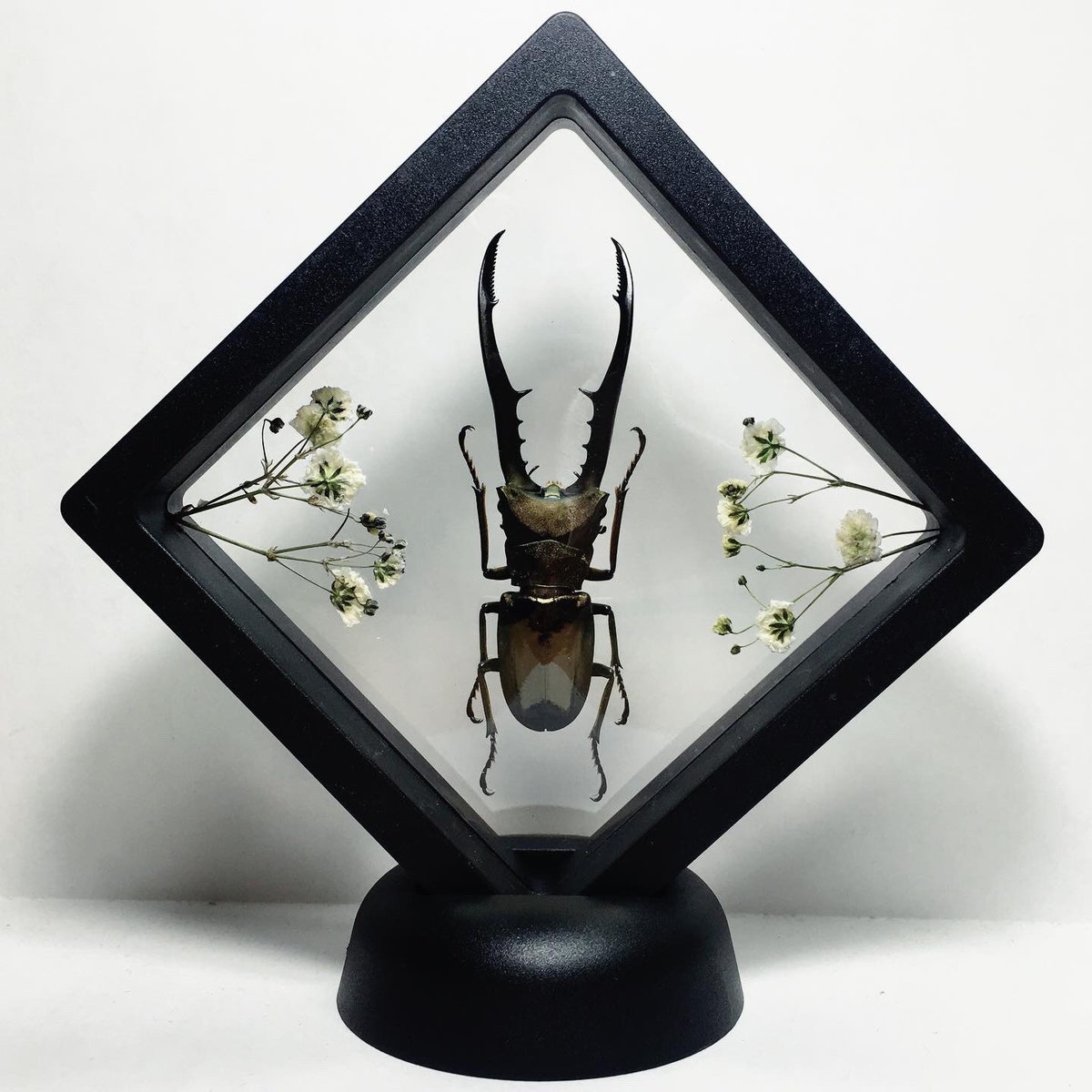 XL Floating Metallic Stag Beetle Taxidermy Oddities and Curiosities - Etsy