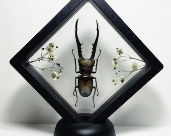 Taxidermia de escarabajo ciervo metálico flotante XL