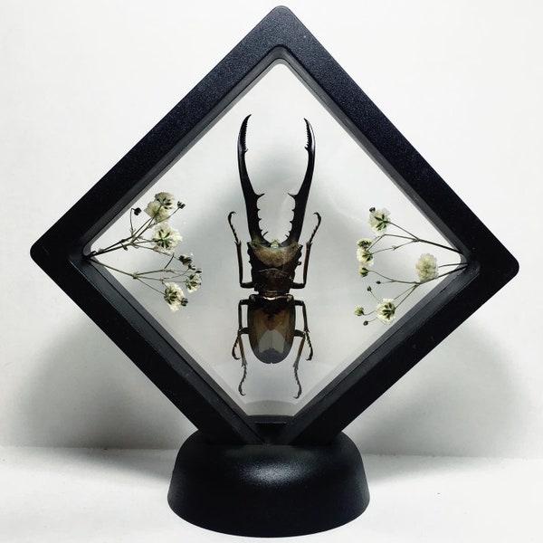 XL Floating Metallic Stag Beetle Taxidermy